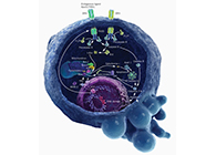 HQL制药、、常州隆赛和上海EBET易博将配合研新型抗癌药物