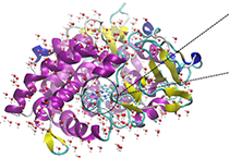 2009年5月EBET易博加入了上海国际卵白质及多肽工业博览会