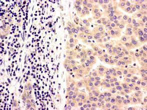 EBET易博·(中国集团)首页官网