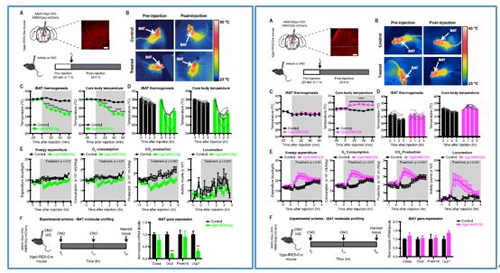 对神经元的激活会镌汰棕色脂肪产能，，镌汰身体活动，，从而抑制能量的消耗；；；相反，，抑制神经元会提高能量的消耗。！！