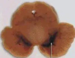 正凡人：：正：：谥