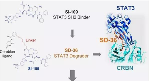 结构优化获得的SH2连系分子SI-109与CRBN连系，，获得SD-36