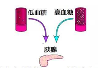 调理血糖稳态，，GK负重前行