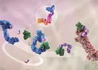 LYTAC出生，，与PROTAC并肩作战针对不可成药的靶点