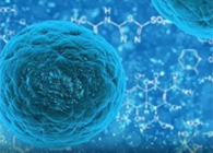 攻克三阴性乳腺癌，，蜜蜂毒液竟是要害？