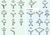 【云回首】理论、、、规则、、、实践，，三位一体解说双抗的生物剖析