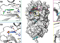 【Nature子刊】国际团队联协实力，，，加速基于COVID-19结构的药物设计！！！