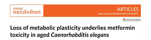 在线虫和人类原代细胞中，，，当在其寿命晚期提供二甲双胍时，，，二甲双胍会缩短命命，，，这与二甲双胍在年轻生物体中的起劲作用相反。。