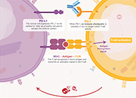 饿了吗？饿一饿原来可以辅助PD-1抑制剂肿瘤免疫治疗