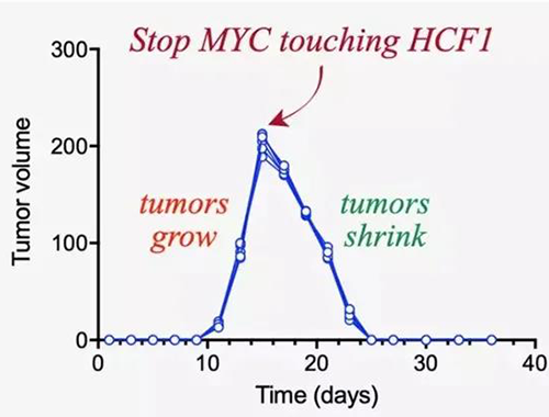 可以“融化”肿瘤的卵白质，你一定没有听说过！！！
