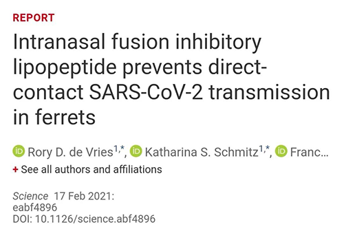 Science速递|鼻喷雾剂可阻止新冠肺炎撒播，在雪貂实验中已初获效果