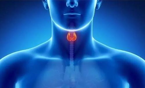 Science速递 | 揭开甲状腺的神秘面纱，，，开启代谢药物新征程