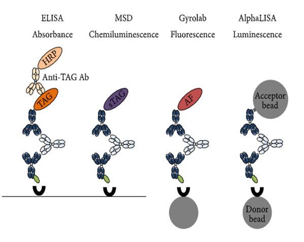 EBET易博免疫原性研究四大平台