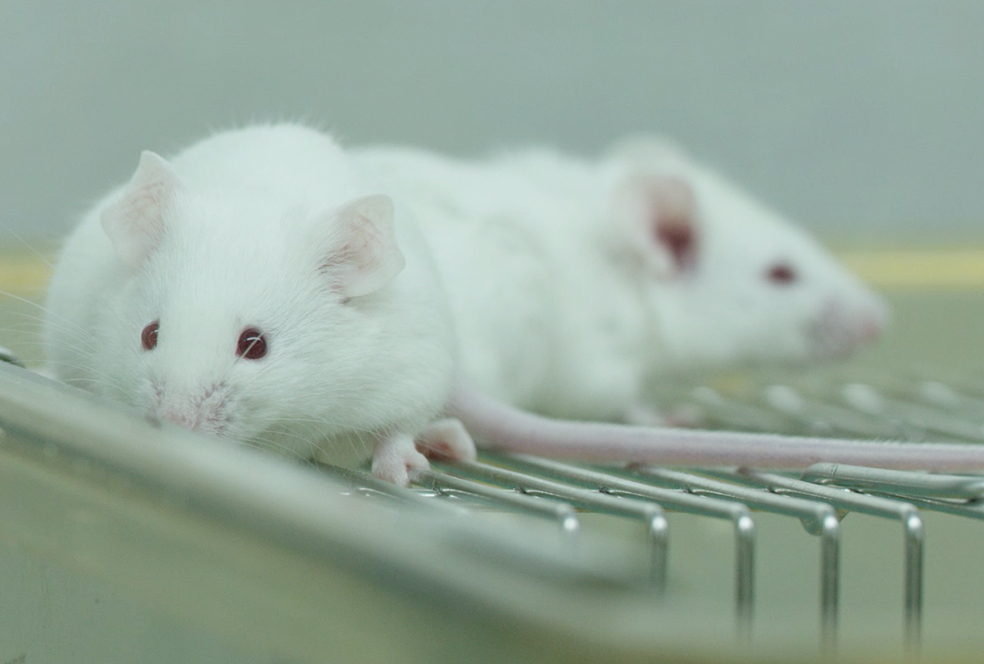 带你相识EBET易博临床前研究服务 