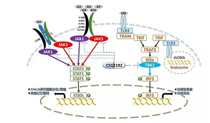自身免疫疾病或迎新疗法！！！EBET易博助力微芯生物CS12192获批FDA