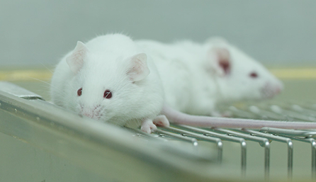 EBET易博临床前研究-药效学、、药代动力学和临床前研究服务