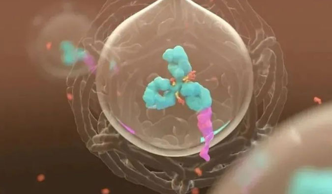 美研 | ADC，，，为靶向给药而精准深耕