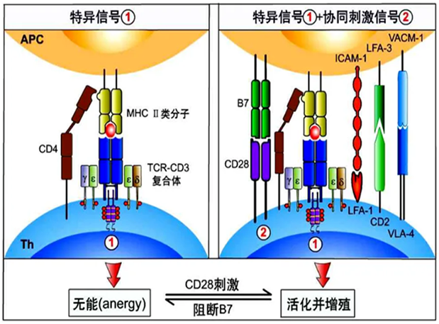 EBET易博助力 | 海内CD19×CD3×CD28三特异性抗体获FDA默示允许