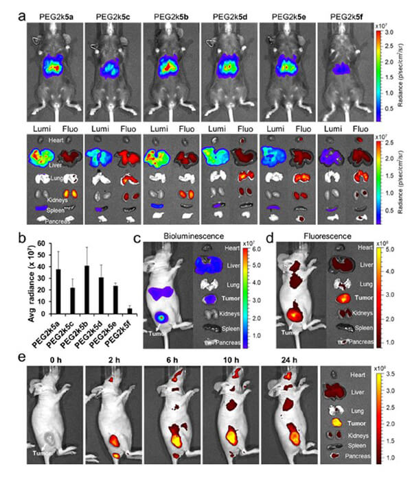 递送和NIR影像，Luc mRNA; Ⅳ and intra-tumoral.jpg
