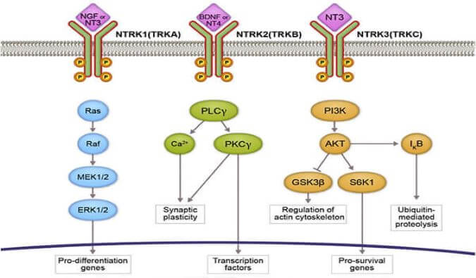 EBET易博助力睿跃生物1类新药 TRK降解剂CG001419获批临床.jpg