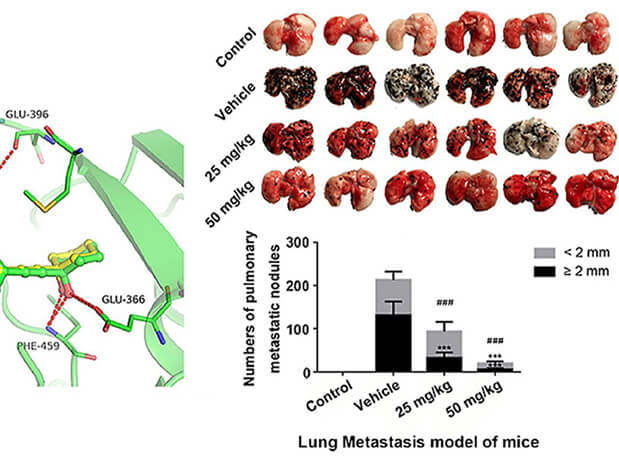 研究用于肺癌和玄色素瘤细胞肺转移的选择性PAK4抑制剂的合成，，，此选择性PAK4抑制剂的PK研究通过EBET易博举行