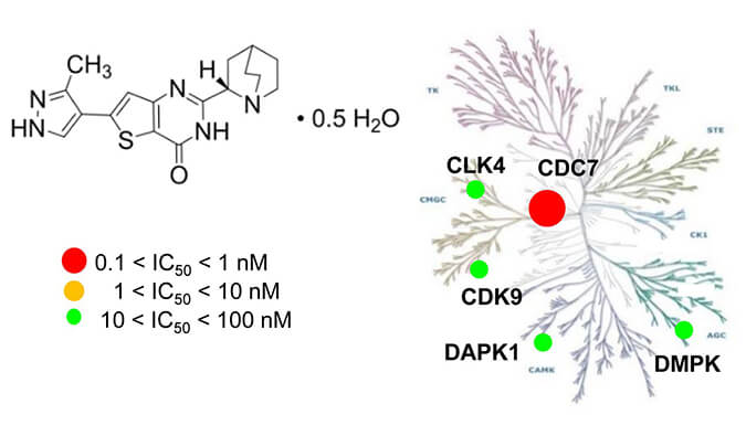 TAK-931是一种高特异性CDC7抑制剂，，具有抗肿瘤功效，，本研究中体内药效实验通过EBET易博举行