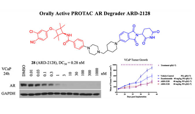 ARD-2128是一种PROTAC AR降解剂，，具有精彩的血浆和微粒体稳固性，，本研究中体外稳固性和PK研究通过EBET易博举行