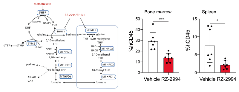 研究职员使用RZ-2994来表征抑制SHMT1/2在T细胞急性淋巴细胞白血病 (T-ALL) 中的作用，，RZ-2994通过EBET易博定制合成