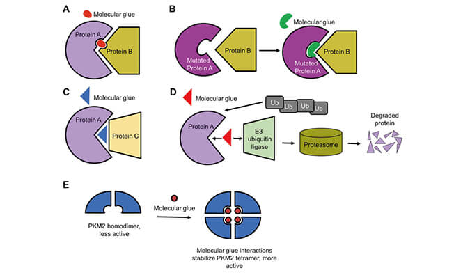 靶向卵白降解系列（三）：：：分子胶，，挑战不可成药