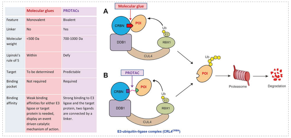 3-通过泛素-(Ub)-卵白酶系一切降解目的卵白-(POI)-示意图：分子胶(A)；；PROTAC-(B).jpg