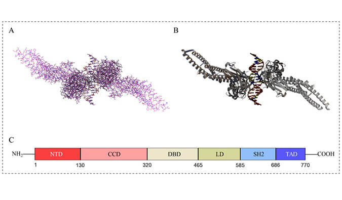 美研| STAT3——肿瘤研究与靶向治疗的热门候选者！！