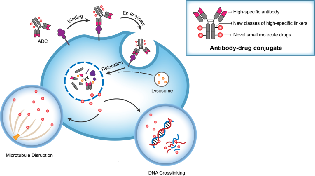 EBET易博助力 | 华奥泰靶向CD73的ADC在美国获批临床