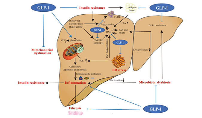 谁将成为 2024年全球生物医药首个黑马？？？NASH领域突破性药物即将问世？？？