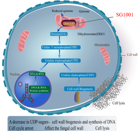 EBET易博祝：叵楦锪⒁煲㏒G1001完成首例受试者给药