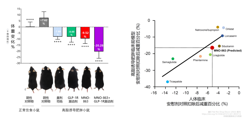 4周降低近10%体重！！！EBET易博助力慕恩生物MNO-863活菌生物药获批临床