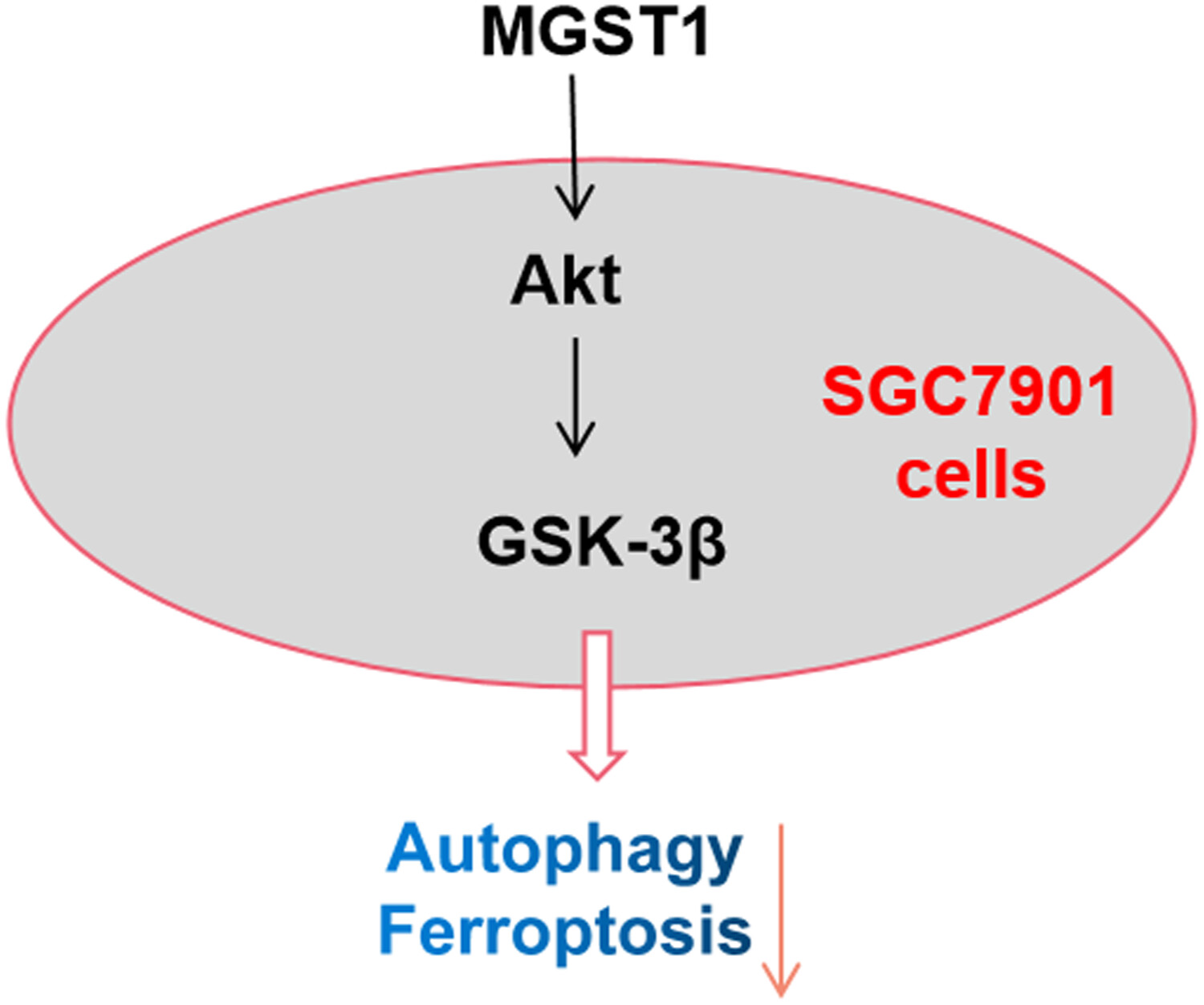 MGST1过表达通过激活Akt/GSK-3β信号通路诱导胃癌细胞增殖，，，本研究中MGST1过表达等体外实验通过EBET易博举行