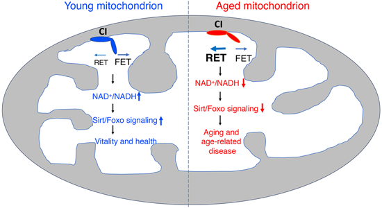 特异性RET抑制剂CPT可改善阿尔茨海默病，，本研究中CPT由EBET易博化学部分合成