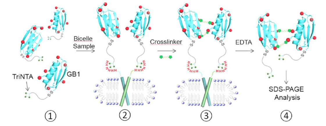 跨膜结构域寡聚体的结构测定新要领，，其中TriNTA通过EBET易博合成