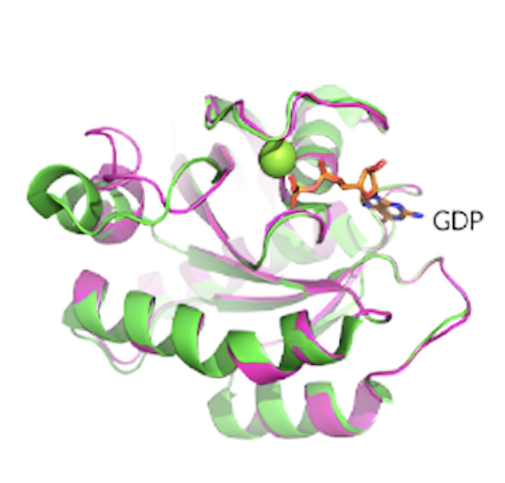 KRAS G12D晶体结构展现了卵白质的构象和 GDP 连系状态。.jpeg
